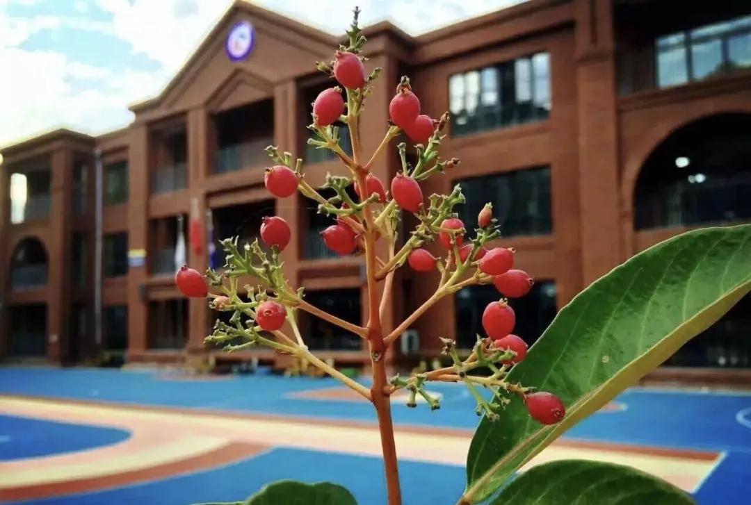 鸿容幼儿园怎么样,郑州鸿容幼儿园