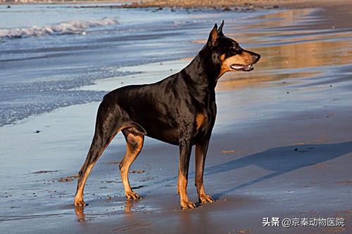 四大猛犬排行榜护卫犬,公认最忠诚的护卫犬排名