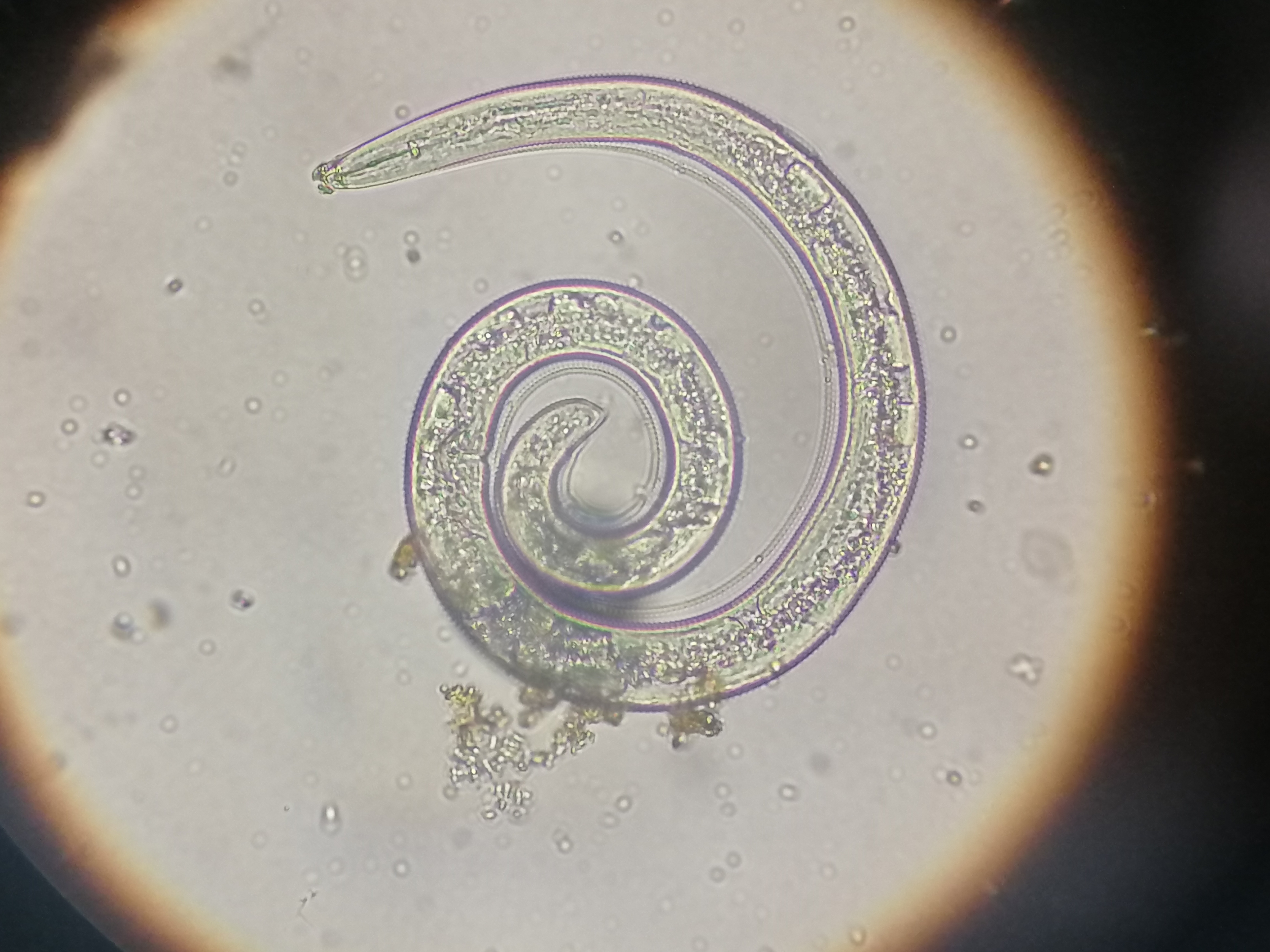 线虫怎么灭,防治线虫最好的方法