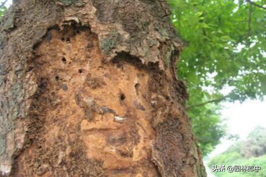 树底下掉一堆木屑是什么虫害,树从里面掉木屑怎么处理