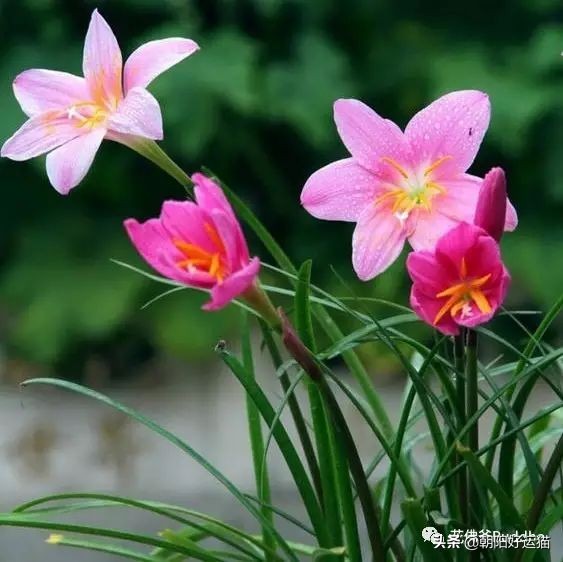 你见过如此珍贵的兰花吗,带你了解兰花