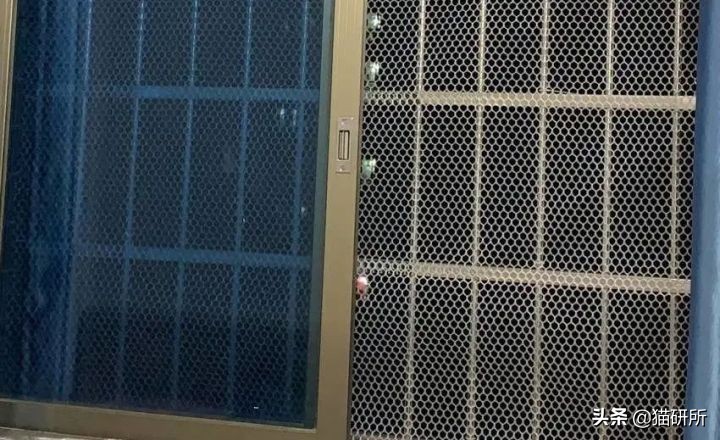 高层养猫到底要不要封窗,封窗养猫