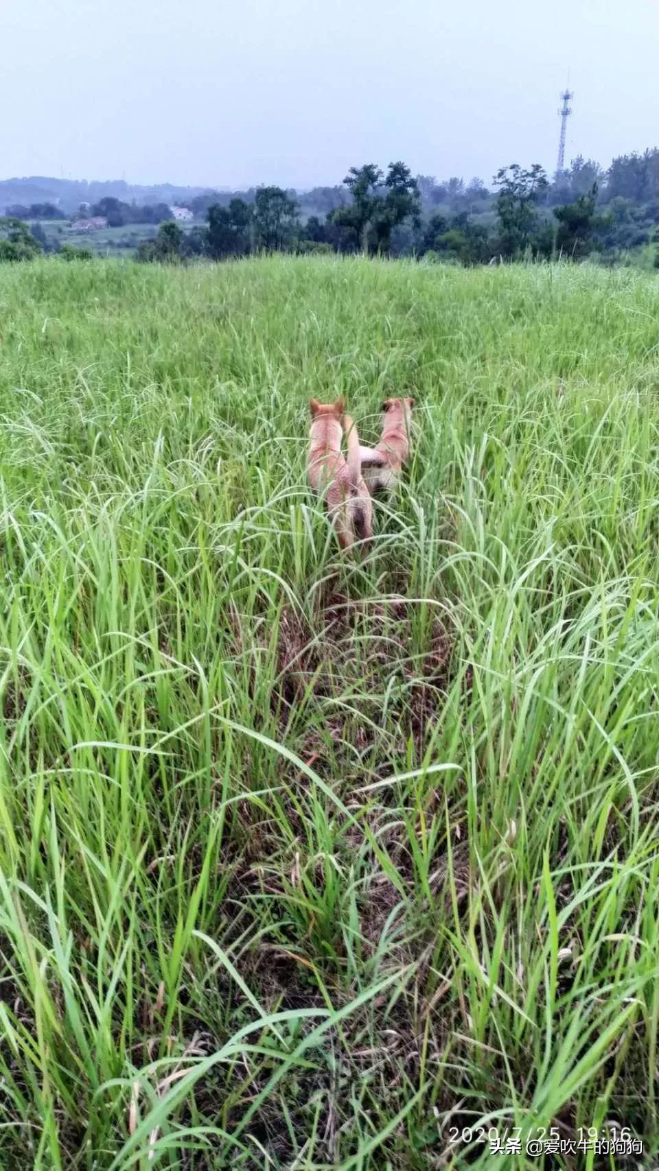 一个广西猎犬玩家的心声:我心目中的好狗,是这样子的
