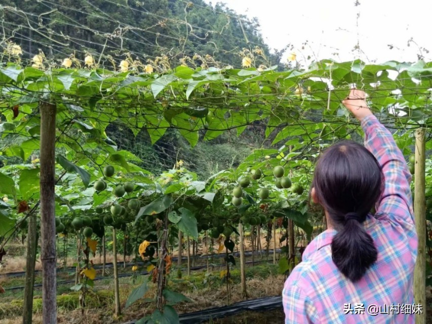 种植罗汉果，雌雄花期不相遇怎么办？先找到原因，解决办法在这里