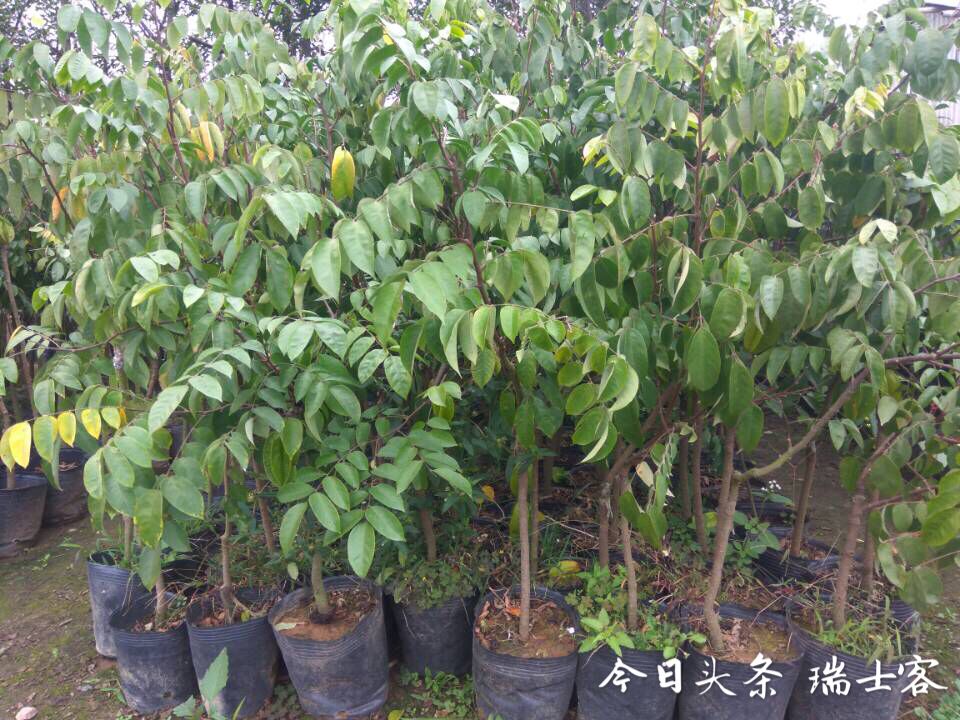 什么品种的杨桃好吃不酸,杨桃种植方法和技巧