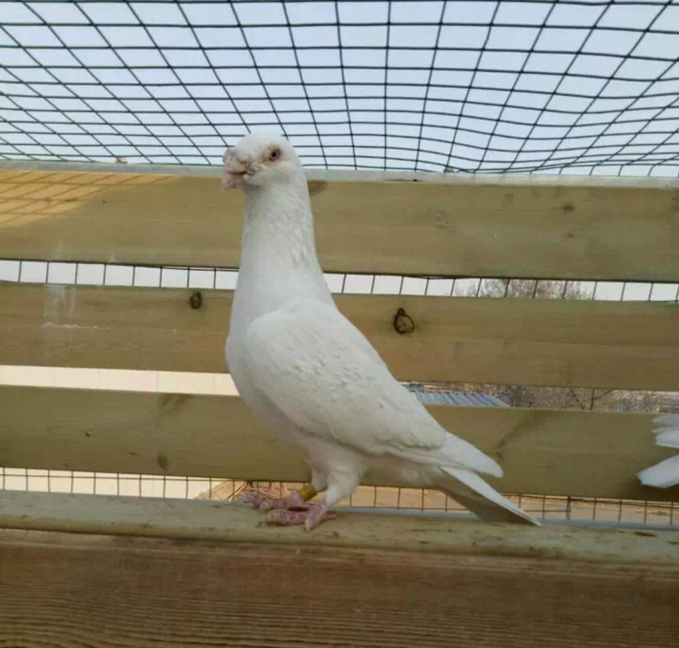 鸽子家飞不成群怎么办视频,鸽子家飞不归巢的原因