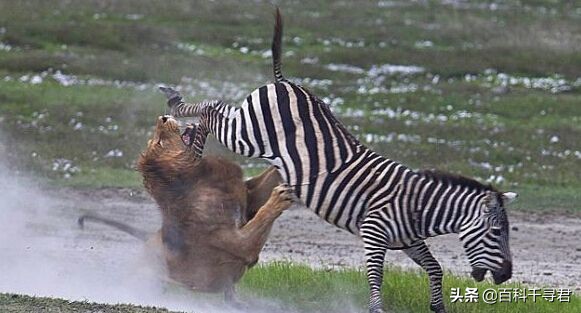 王者也会栽跟头——盘点在野生环境中杀死过成年老虎狮子的动物