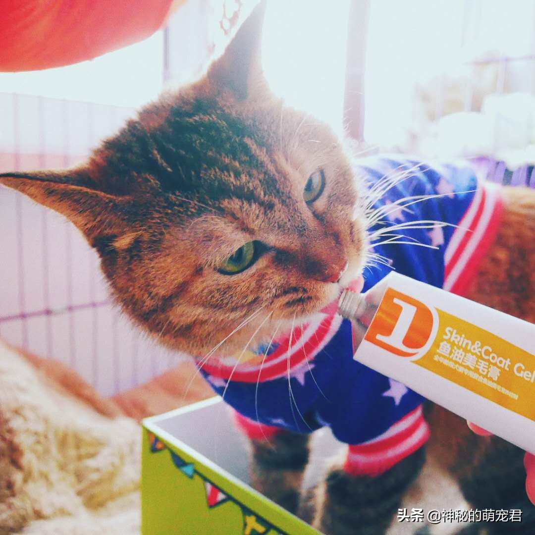 reddog猫咪化毛膏,reddog红狗化毛膏