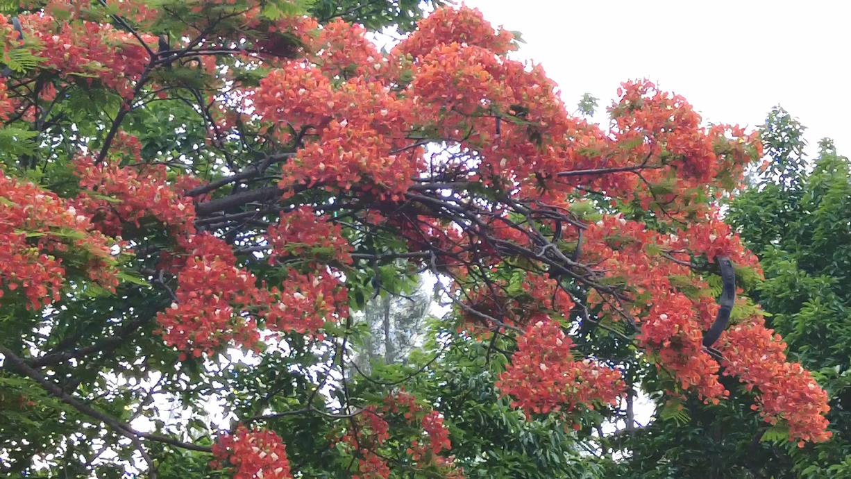 一处清净之地,五缘湾湿地公园风景如画