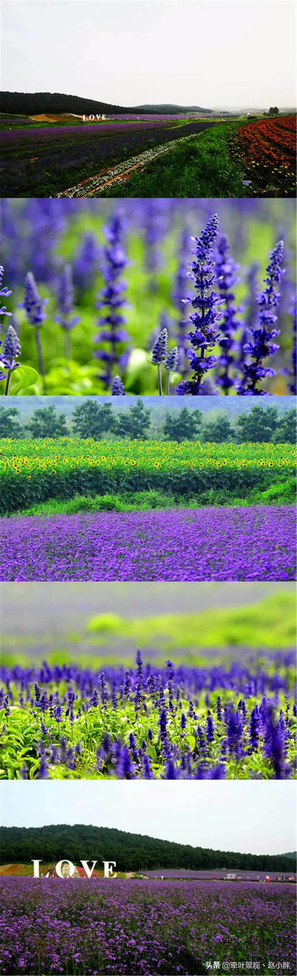 踏春寻美景,踏春赏花梯田漫步