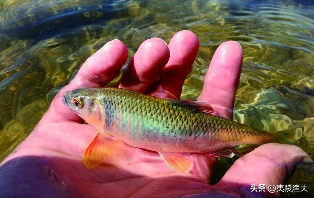 路亚钓马口的技巧和方法,怎样才能钓马口钓得多又快