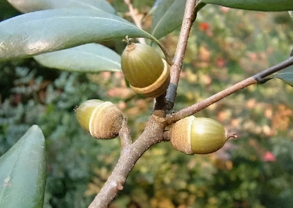 这种野果曾是我们的食物，插上竹棍变成玩具，如今却沦为“垃圾”