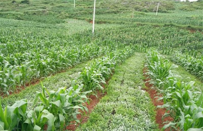 魔芋种植有哪些技术要点,魔芋种植高产技术视频