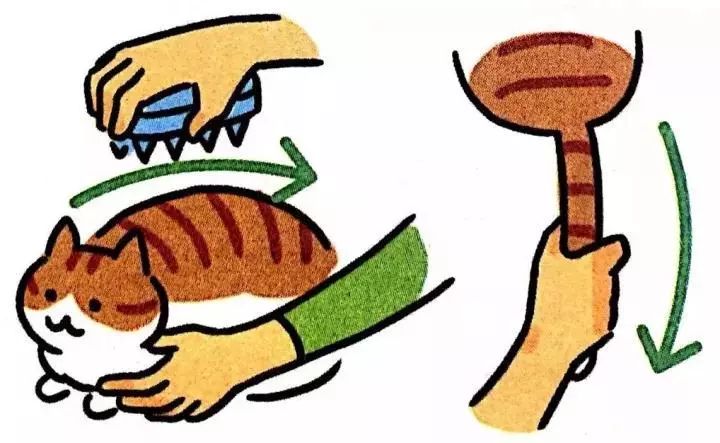 给猫梳毛能防止掉毛吗,给猫梳毛为什么猫会舒服