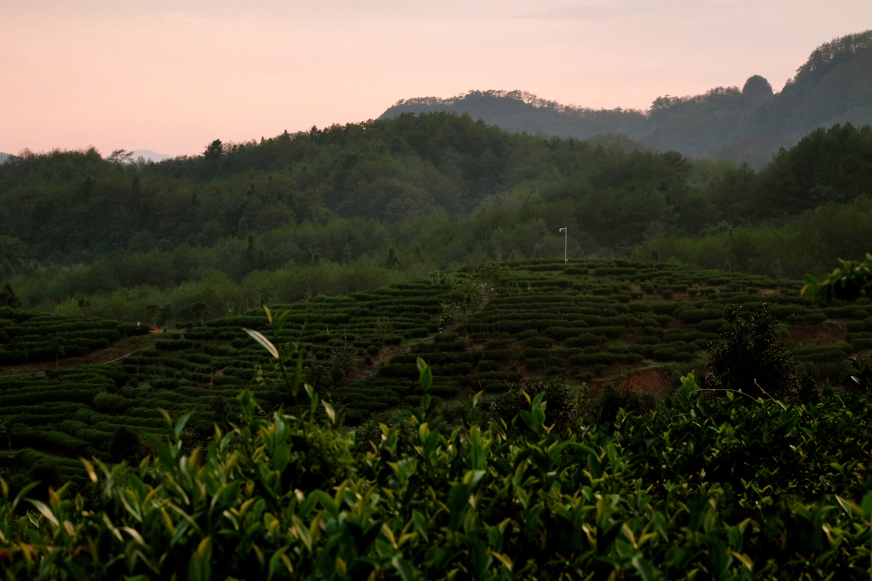 从业十年我所经历的火爆和低迷,茶行业真实揭露