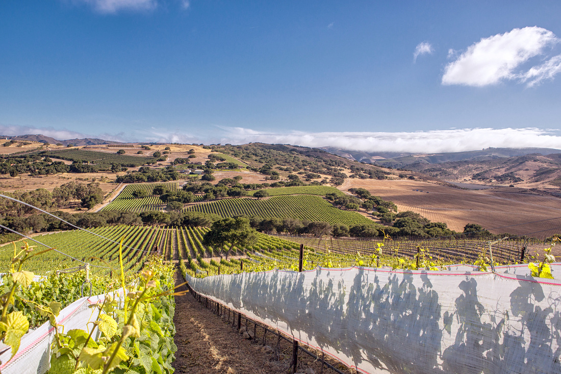 世界最大的葡萄园风景视频,世界上最漂亮的葡萄