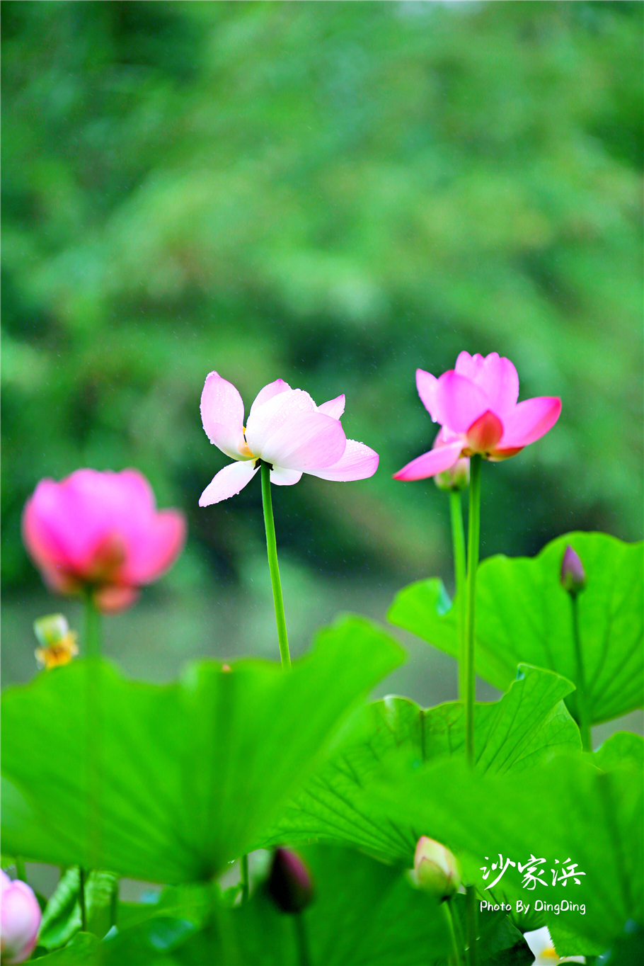常熟哪里有荷花,江苏常熟荷花景区