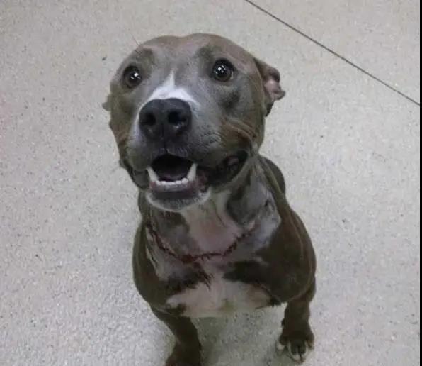 狗狗脑袋比身体大，以为是被蜜蜂蛰了，近看才发现