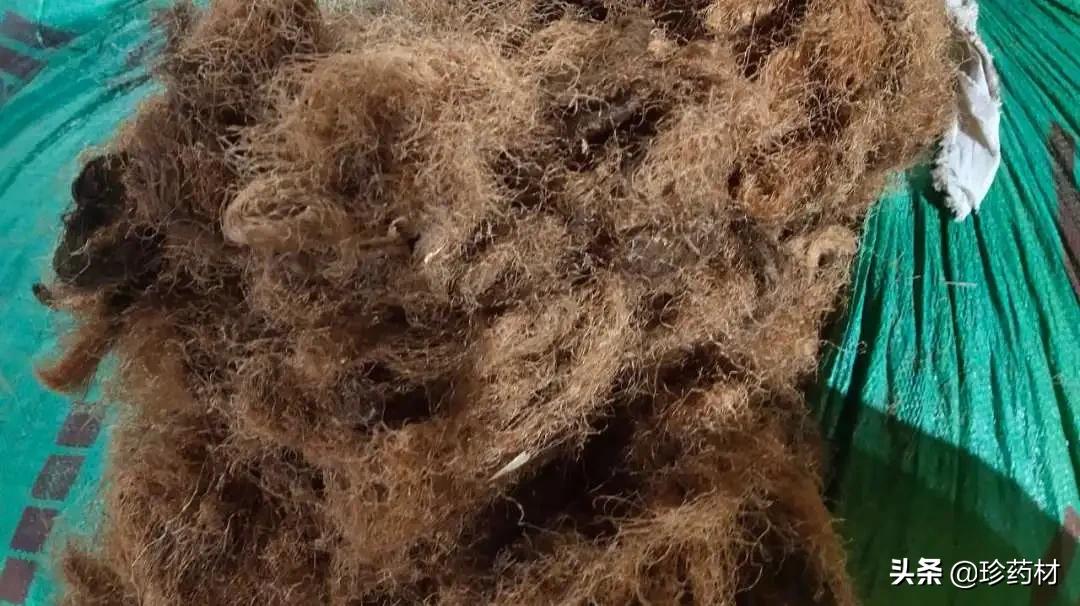 中药材市场快讯：鸡冠花、郁金、生地黄、八角茴香、荆芥穗等