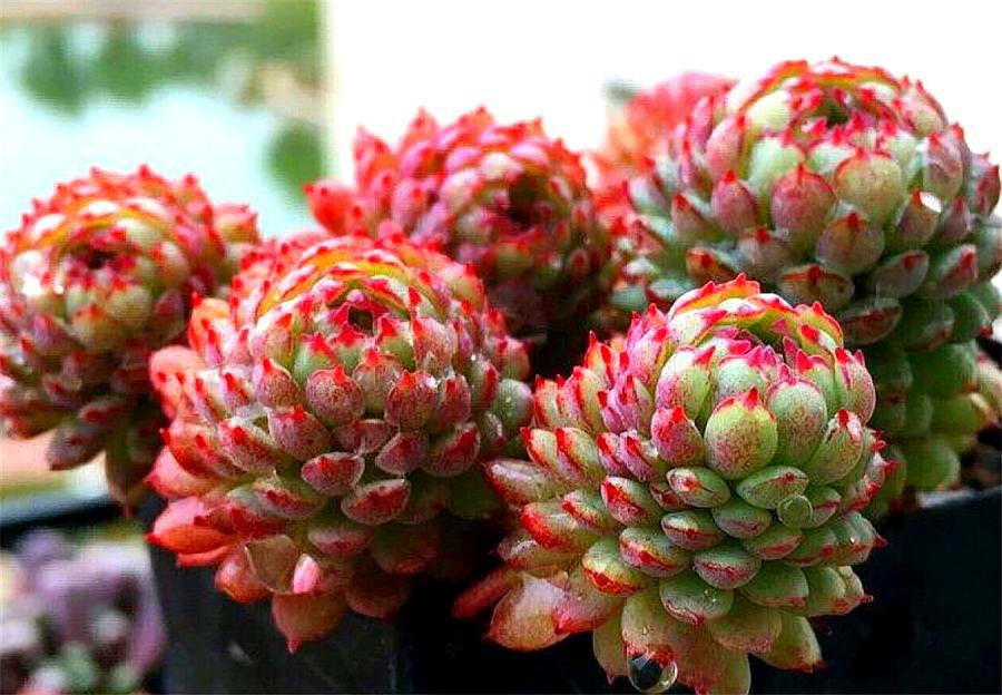 多肉中的“萌宠小萝莉”，养护注意这3点，娇俏可爱，颜色粉嫩