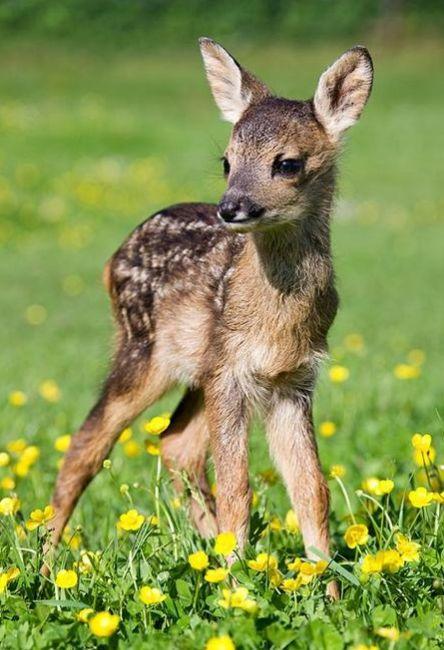 狗狗的宝宝,狗狗的宝宝日常