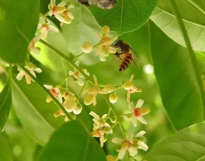 每日花语金盏花,桃花心木的种树方法