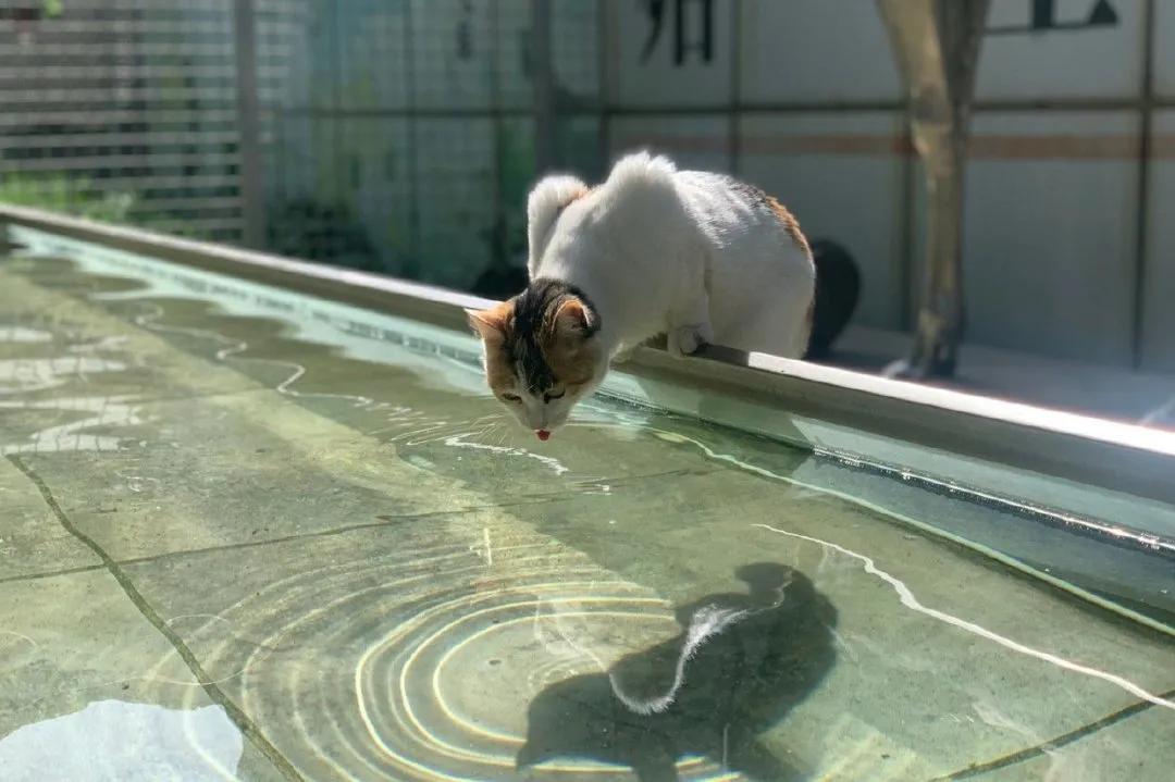 米麒麟：我掉缸怎么了？