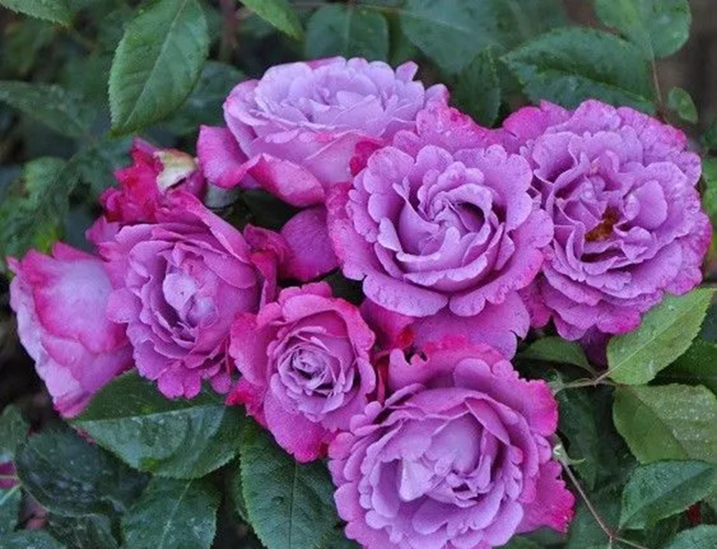 100种月季品种大全集,适合地栽的蓝紫色月季有哪些