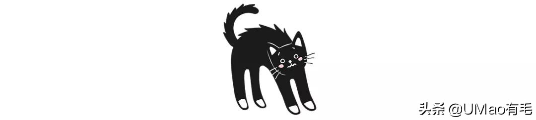 猫粮黄曲霉素中毒,猫吃了毒猫粮慢性中毒