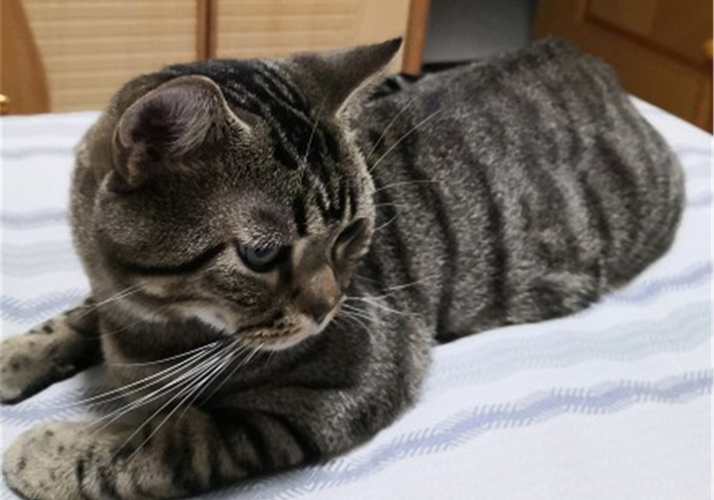 辟谣，剪流浪猫耳朵的都是坏人？需知这也是一种保护方式