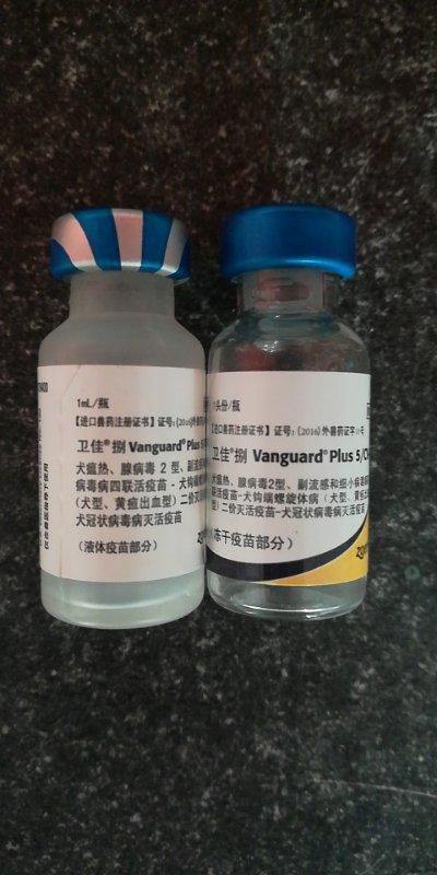 宠物医院给宠物打针需要证书吗,犬疫苗四联和八联的区别