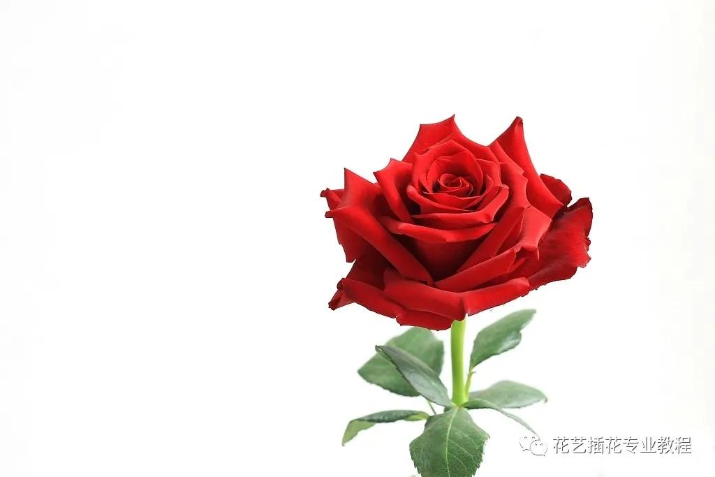 刚开业的花店怎么进货,想开家花店花从哪进货