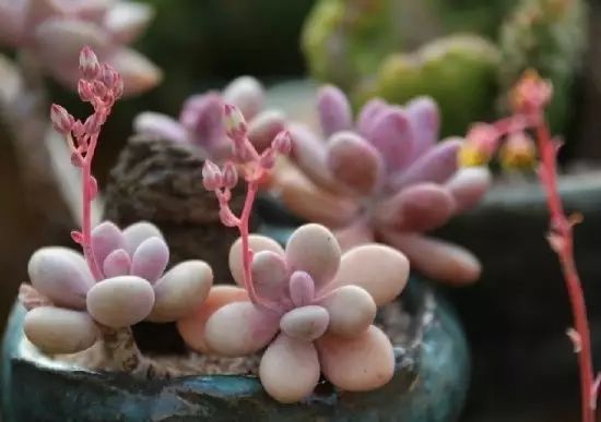 多肉花剑是个宝,多肉花剑可以干什么