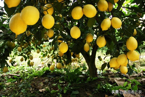 柠檬高产管理技术视频,广东香水柠檬高产种植技术