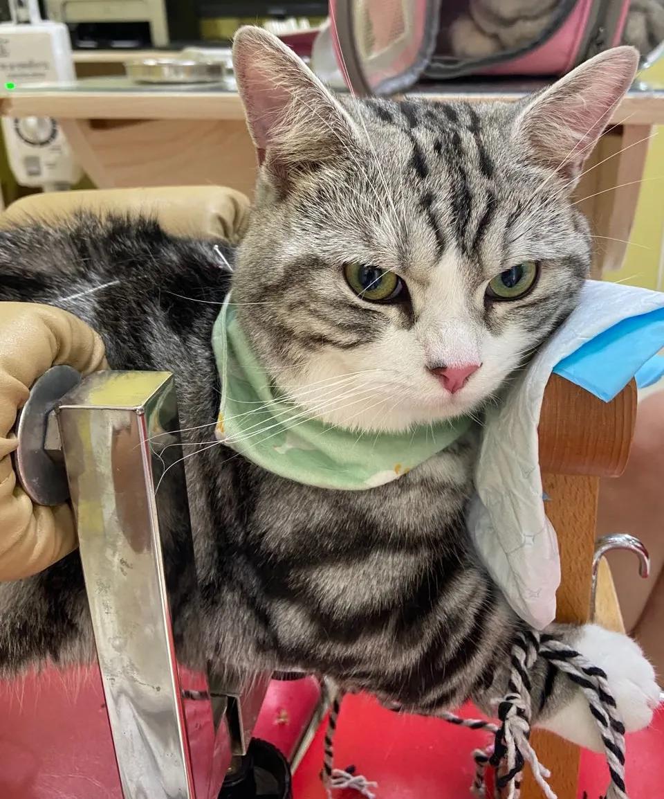 矮脚猫应激后腿无力怎么办,矮脚猫后腿多久能站起来