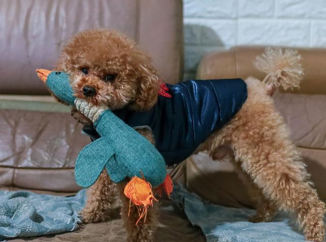 贵宾会把家里谁当主人,巴哥犬把你当妈妈了