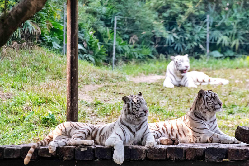 玩转广州长隆野生动物世界之行,广州长隆动物世界游玩攻略图