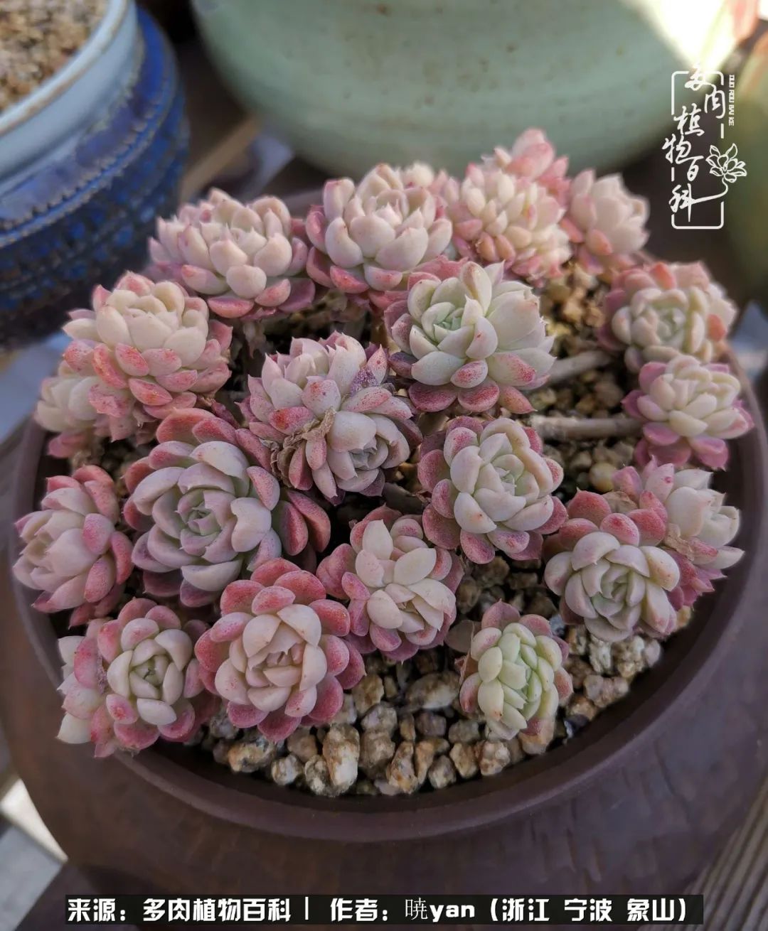 多肉初级入坑者,入坑多肉