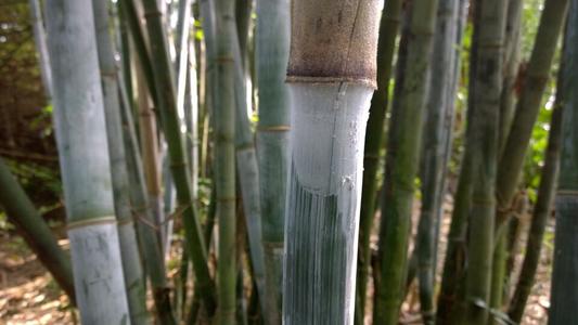 竹子上长出的“面粉”，是天然除虫剂深受农民喜欢，还可以做药引