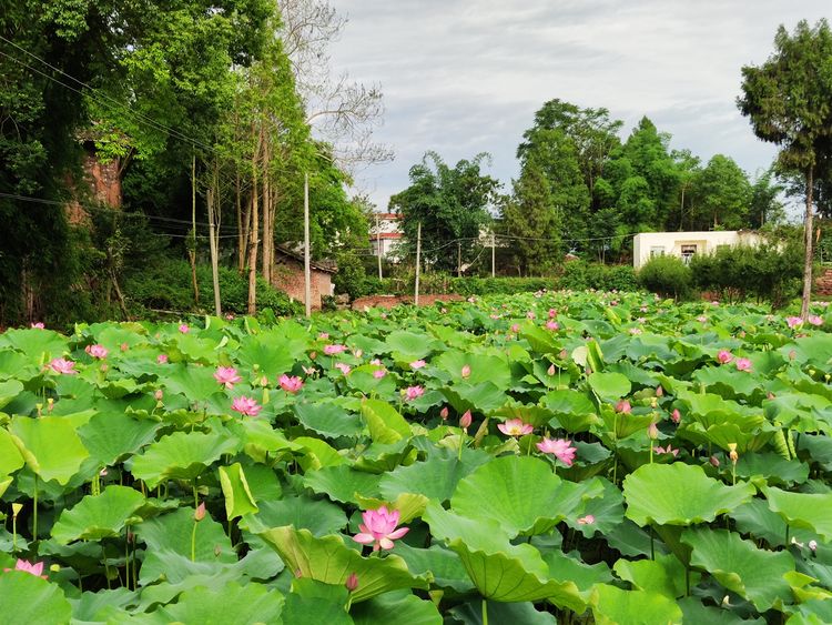 涔愯嚦鑽疯姳鎽勫奖浣滃搧娆ｈ祻,涔愯嚦鍗拌薄鎽勫奖