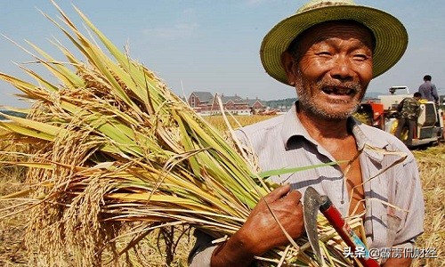 粮食价格那么低农民怎么赚钱,粮食价格低农民怎么活