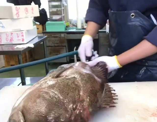 月薪三万的日本顶级厨师,处理“极品大石斑”,你觉得如何?