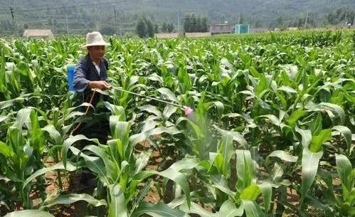 玉米喷施矮壮素的最佳时间,玉米已经倒伏还可以喷控旺素吗
