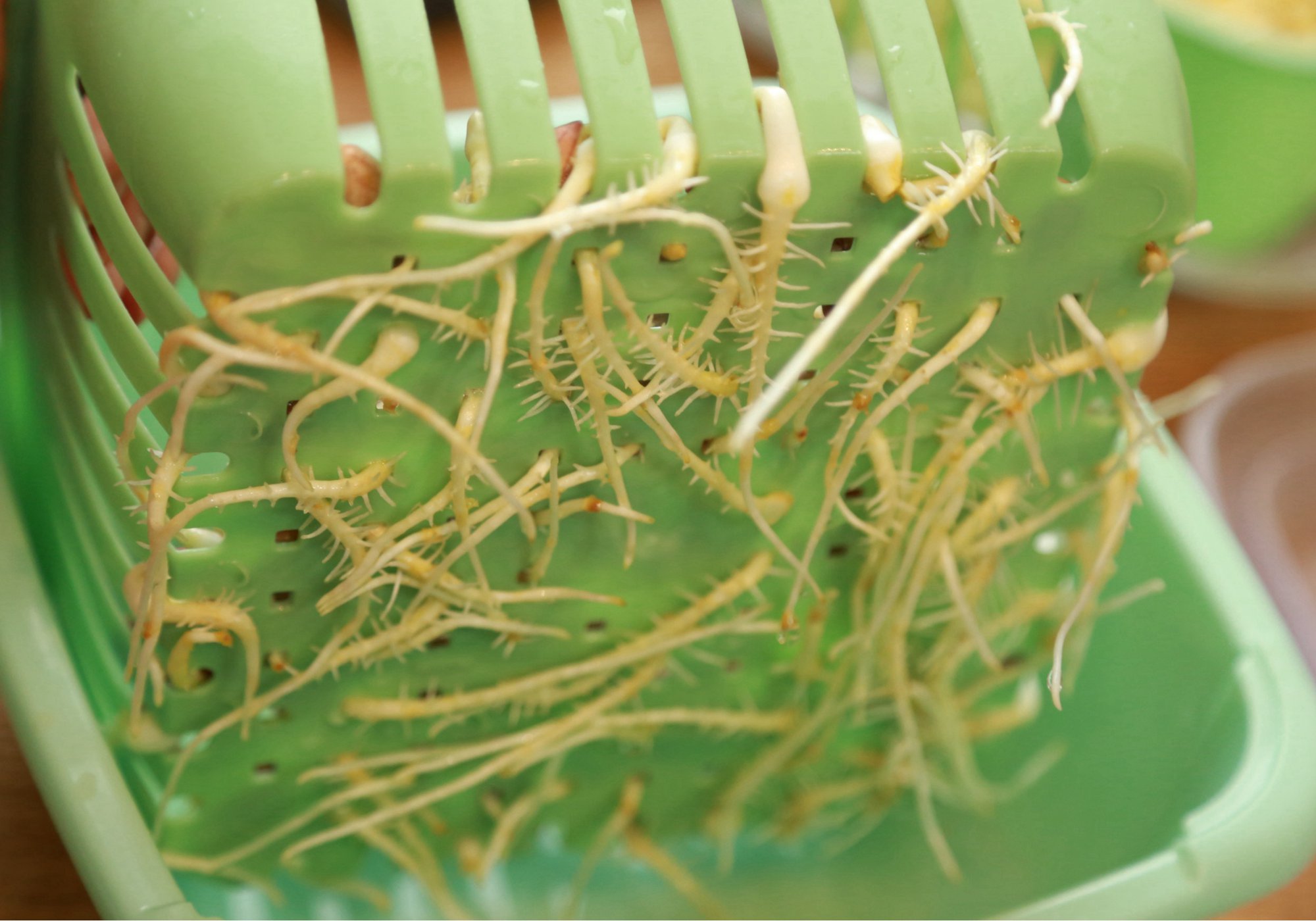 养生堂生发妙招,增长生发精华