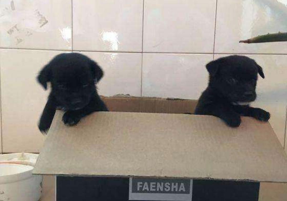 狗狗刚生完宝宝注意事项怎么护理,狗狗生宝宝需要准备些什么东西呢