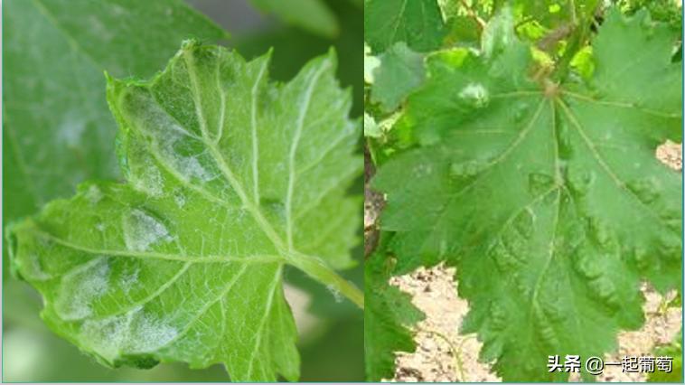 葡萄园常见病虫害及防治方法,葡萄园虫害消灭方法