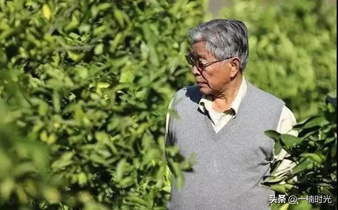 褚橙农业推广方式,褚橙未来走势