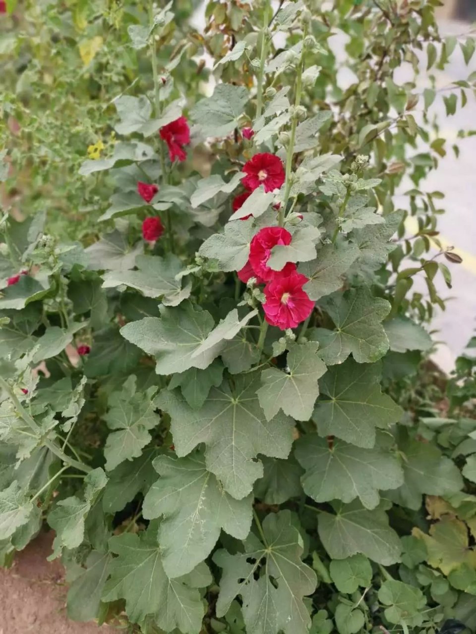 植物叶子长白色斑点怎么办,植物叶片上长满了白点是什么原因