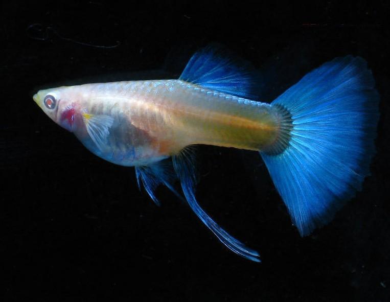 我们草缸养的孔雀鱼原来都错了,它更适合这种环境生存