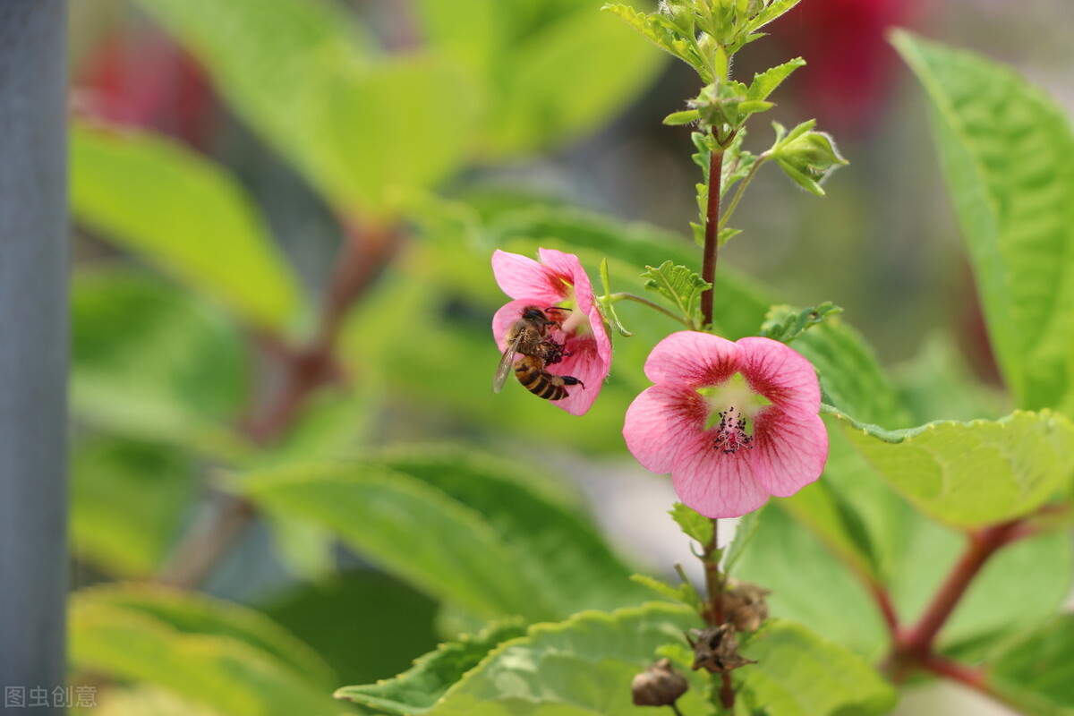 养什么植物晒不死又不怕冻,北方冬天适合养的花草耐寒耐冻